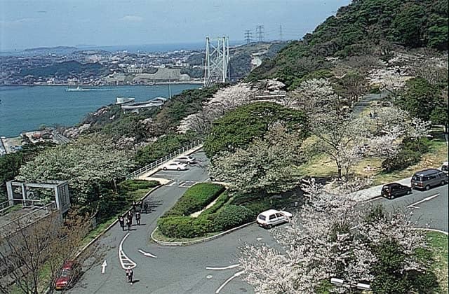 Cherry blossoms in Mekari Park