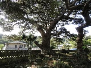 Saigo Koshikakematsu