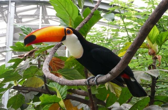 Inokashira Park Large Greenhouse "Hanacho Yukan"