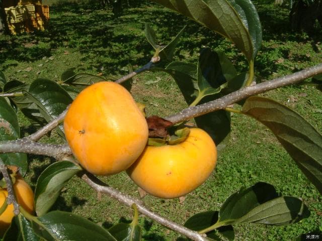 Hirakuna no persimmon