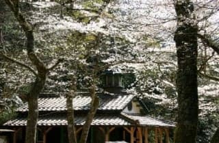 Otome Pass Maria Cathedral / Sakura