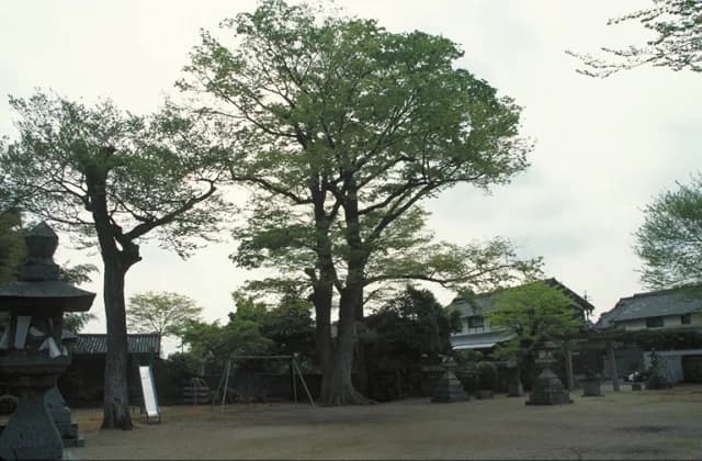 Giant zelkova tree