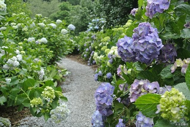Minamizawa Hydrangea Mountain