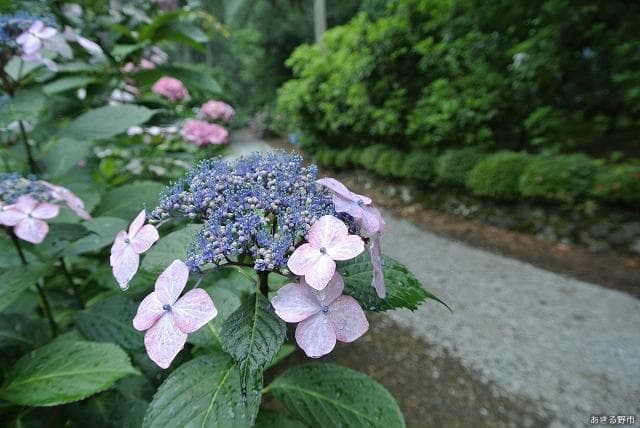 Minamizawa Hydrangea Mountain