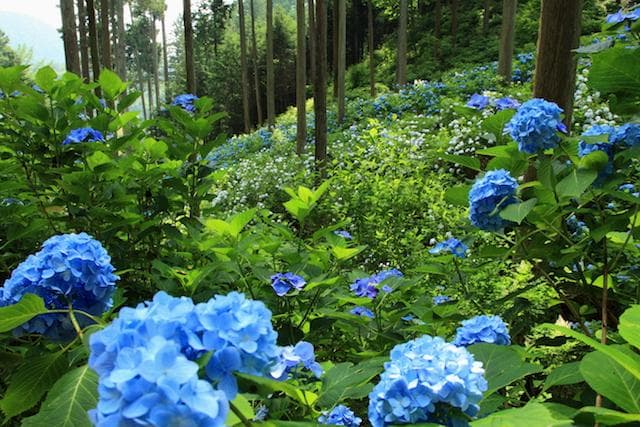 Minamizawa Hydrangea Mountain