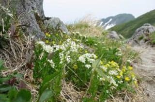 Alpine plants in the Iide Mountain Range