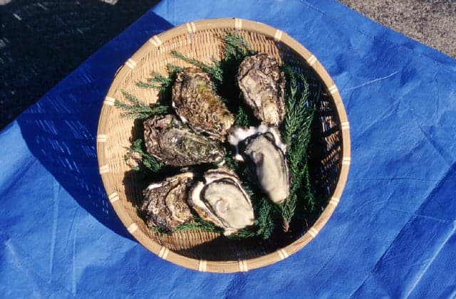 Oyster