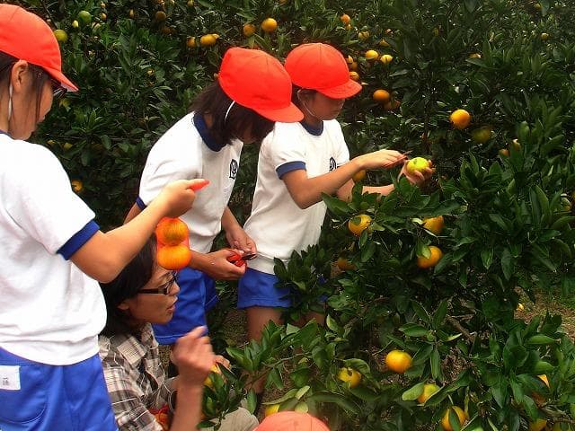 Nissei mandarin orange picking