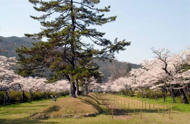 Washibara Hachimangu Shrine Autumn Leaves