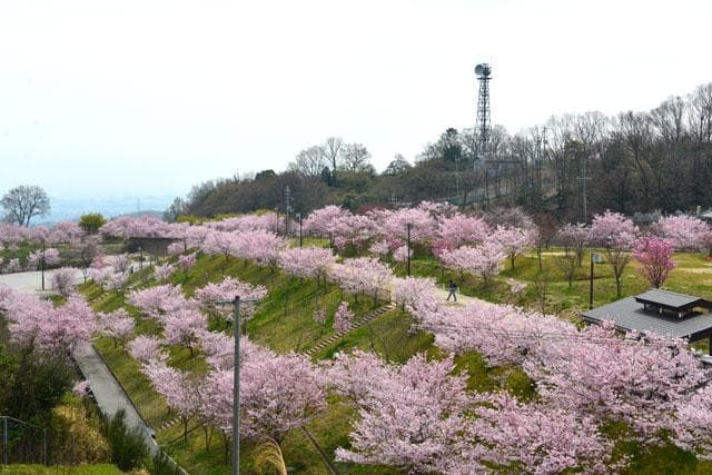 Cherry blossoms at Smileland