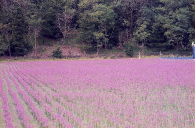 Rakkyo field