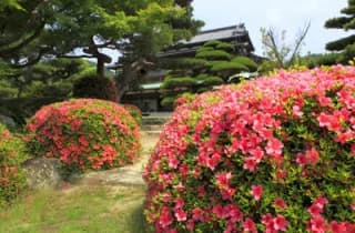 Mori-shi Garden Azalea 1