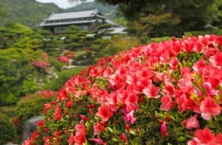 Mori-shi Garden Azalea 3