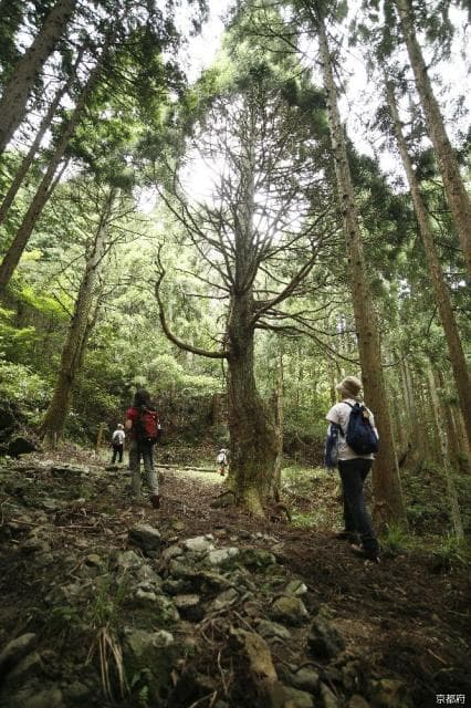 Top 100 History Roads "Miyazu Kaido Oeyama Fukko Pass Over"