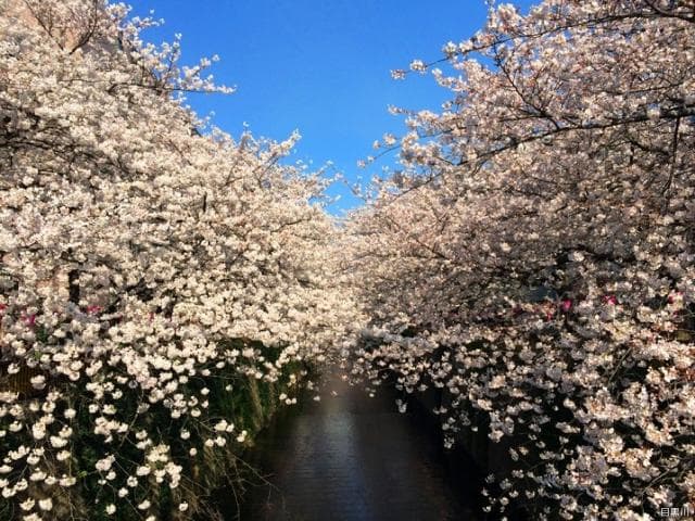 A row of cherry blossom trees on the Meguro River