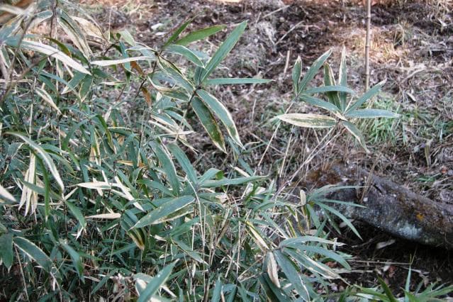 Hanno Sasa of Remizaka