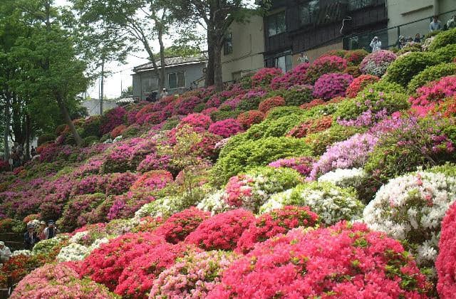 Azalea at Nezu Shrine