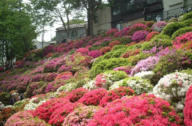 Azalea of Nezu-jinja Shrine