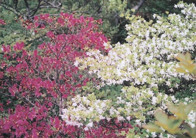Azalea in Takaitayama