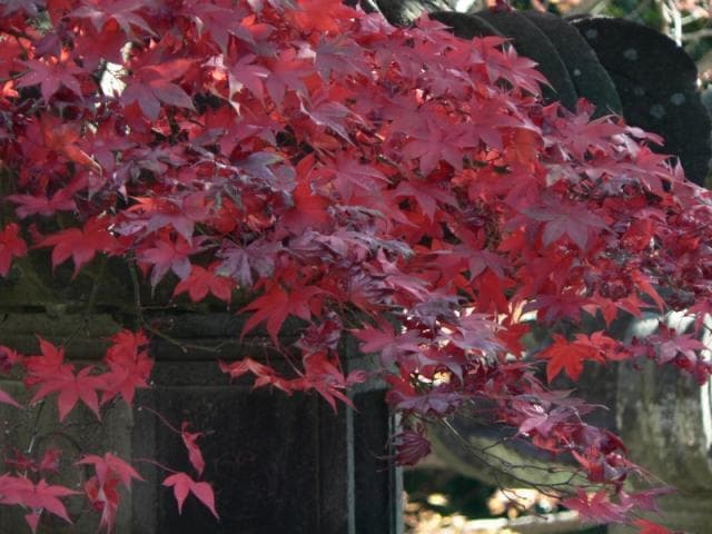 Noninji Temple in Autumn