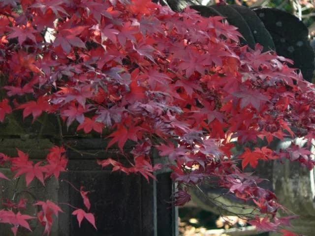 Autumn Nonin-ji Temple