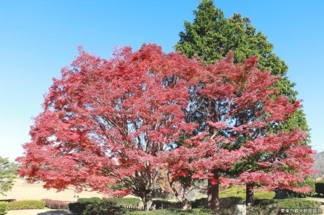日産リーフの森の紅葉