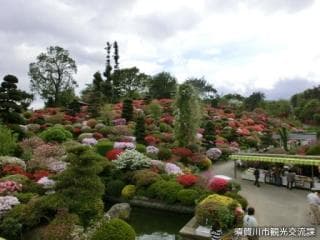 Azalea garden