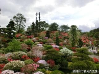 Azalea Garden 2