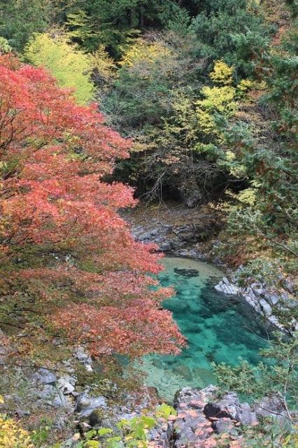 Autumn leaves