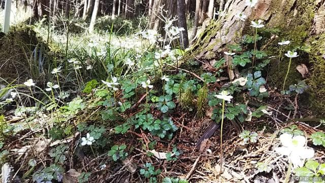 バイカオウレン