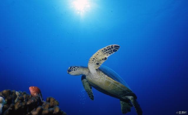 Blue sea turtle