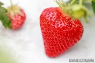Makubetsu Strawberry Garden