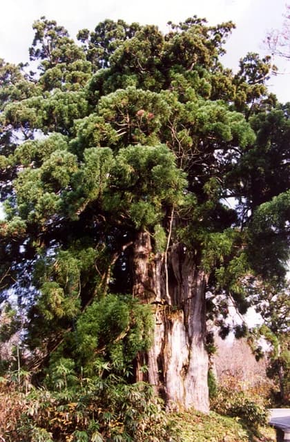 Tateyama cedar