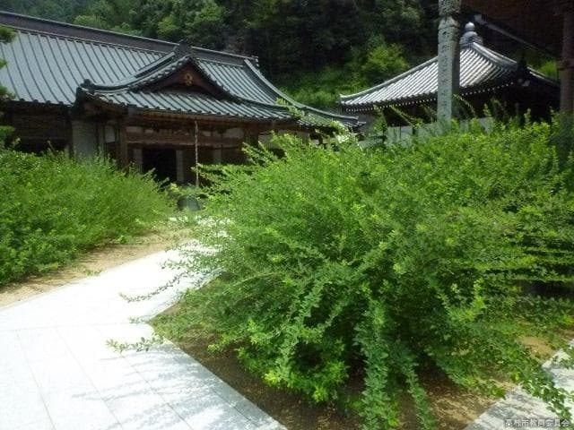 Saimyoji