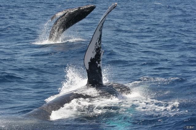 Humpback whale