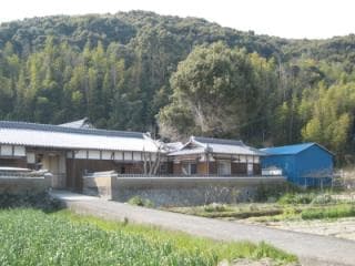 Camphor tree of the Tamaki family