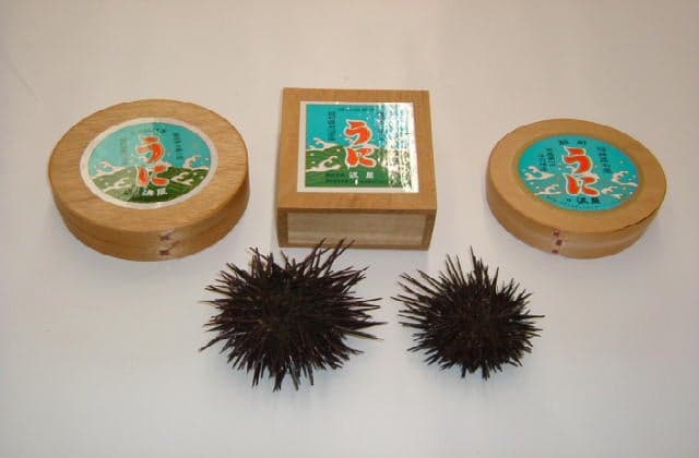 Echizen sea urchin