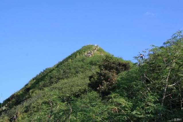Mt.