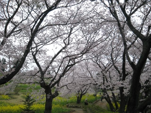 外苑頂上の桜と菜の花