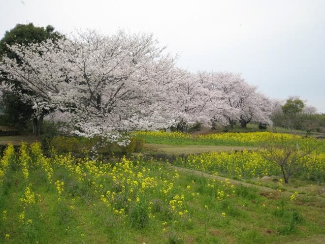 外苑頂上の菜の花と桜