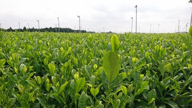 Fresh green tea plantations