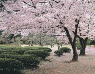 Cherry blossoms at Ritsurin-koen Garden