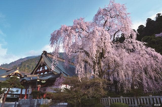 Weeping cherry blossoms