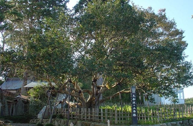 Ofunato's three-sided camellia