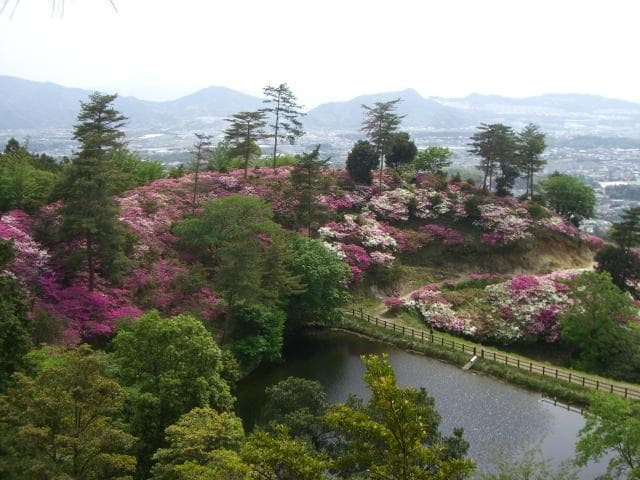 皿山公園は4月下旬から5月上旬に3万本のつつじが見頃となります