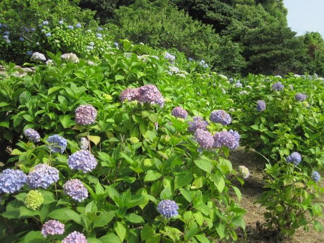 皿山公園 あじさい園