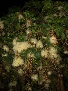 Sagari flower