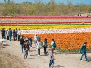 Tulip Festival