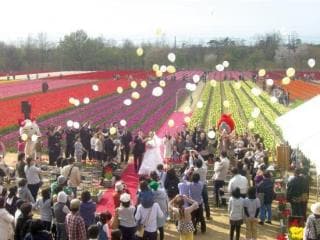 Tulip Festival 2