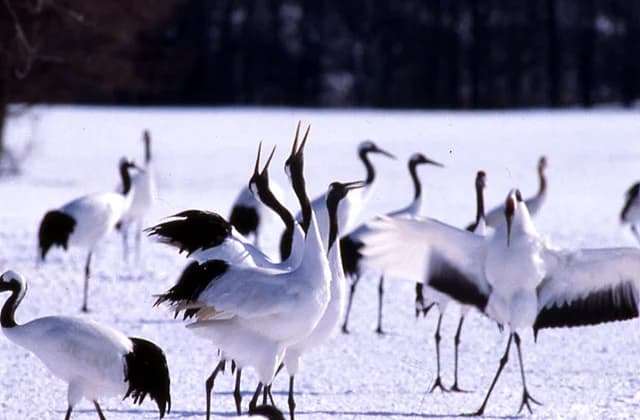 Cranes